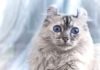 L'American Curl