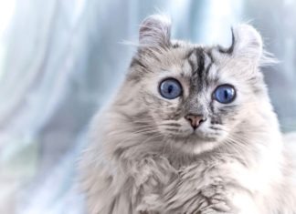 L'American Curl