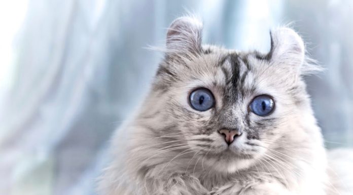L'American Curl