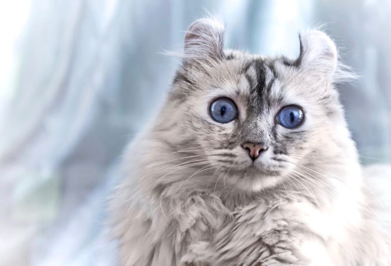 L'American Curl