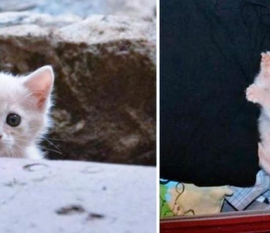 Un gattino segue un uomo fino a casa e si fa adottare