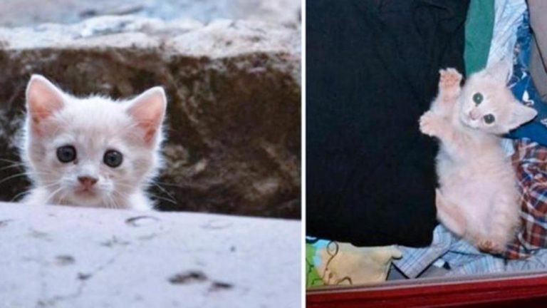 Un gattino segue un uomo fino a casa e si fa adottare