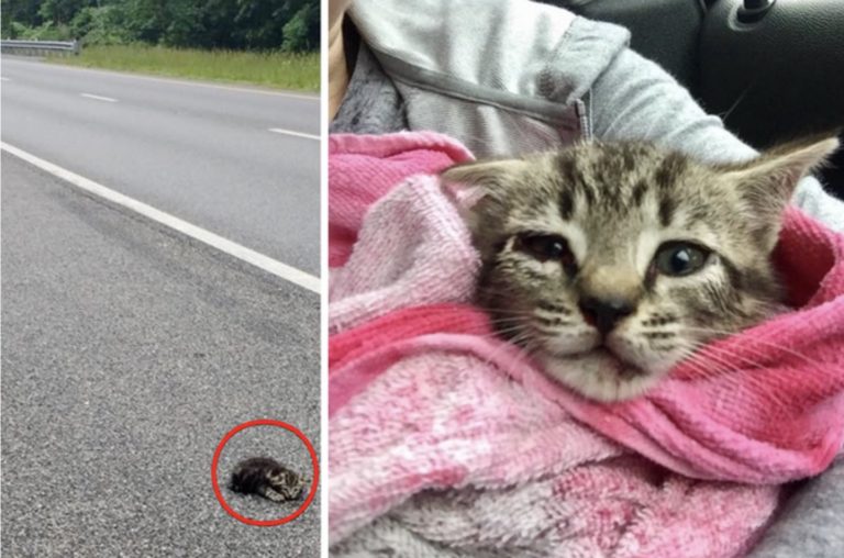 Donna salva gattino in autostrada. Incurante della multa…