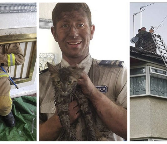 Gatta intrappolata in un camino viene salvata dopo quattro giorni
