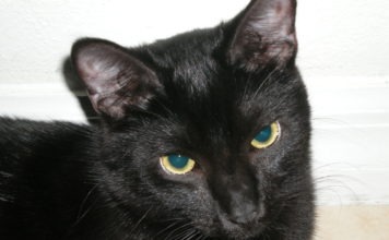 Incendio in casa, il gatto sveglia la famiglia e la salva