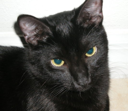 Incendio in casa, il gatto sveglia la famiglia e la salva