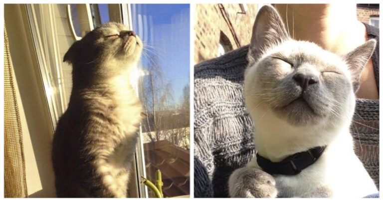 50+ gatti che amano prendere il sole