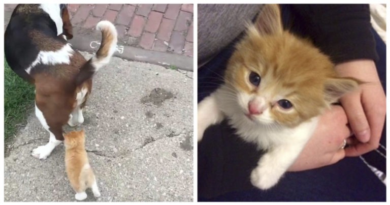 Un gattino segue un uomo e il suo cane e si fa adottare