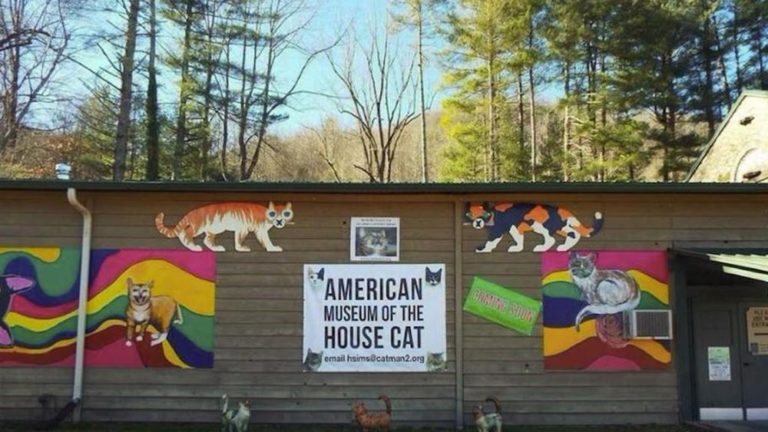 Ecco il primo museo sui gatti… e per i gatti