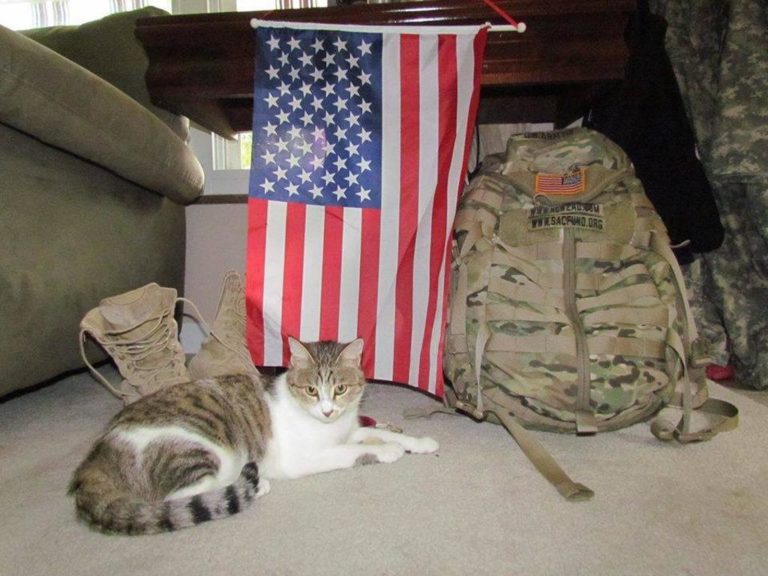 Soldato salva un gattino in Afghanistan e lo porta con sè negli Stati Uniti