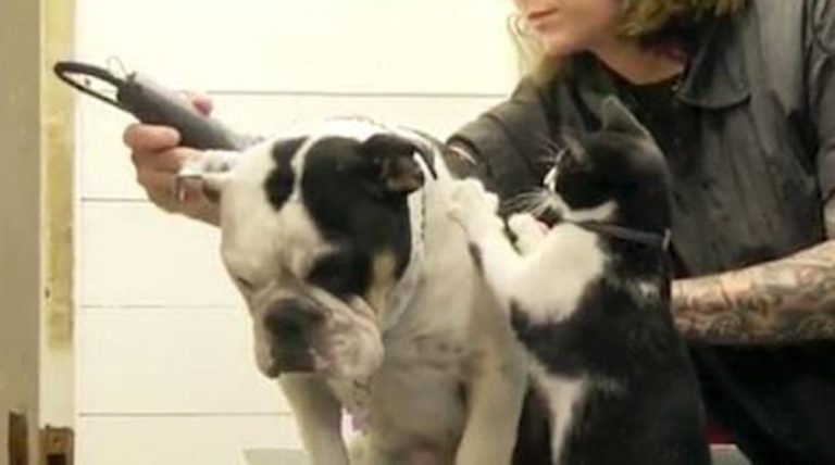 Luna, la gatta che ama massaggiare i cani