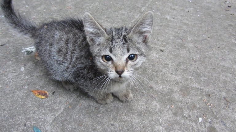 Infermiera licenziata per aver portato un gattino randagio sul bus degli anziani