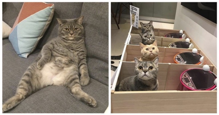 Papà gatto mangiava anche il cibo dei piccoli: i proprietari trovano una soluzione brillante