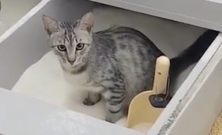 Gatto entra al supermercato e scambia lo zucchero per la lettiera
