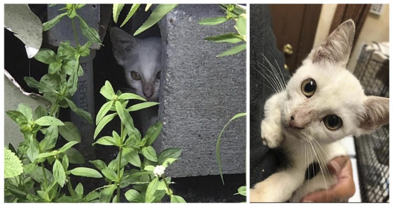 Un gattino timido e impaurito si trasforma dopo l’adozione