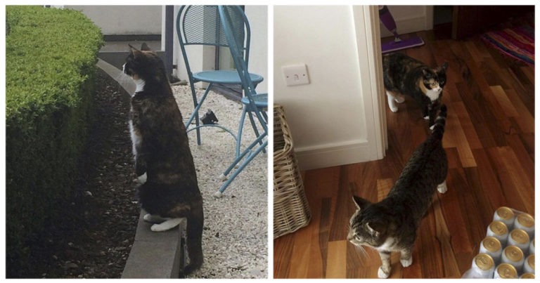 Gatti innamorati: Ralph e Nala e la loro “Love Story”