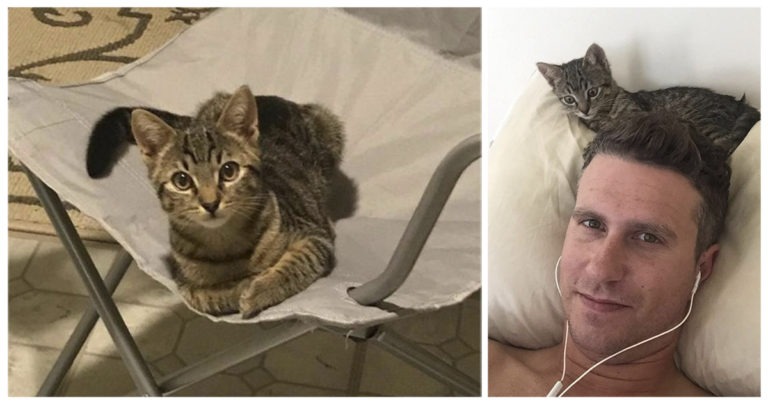 Gatto intraprendente entra dalla finestra e trova la sua nuova casa