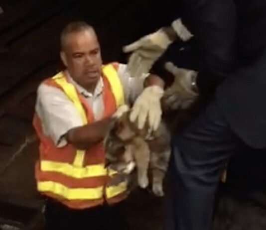 Metropolitana di New York chiusa per 45 minuti per salvare un gattino