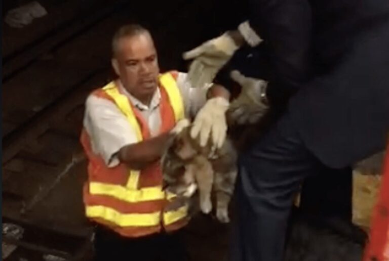 Metropolitana di New York chiusa per 45 minuti per salvare un gattino