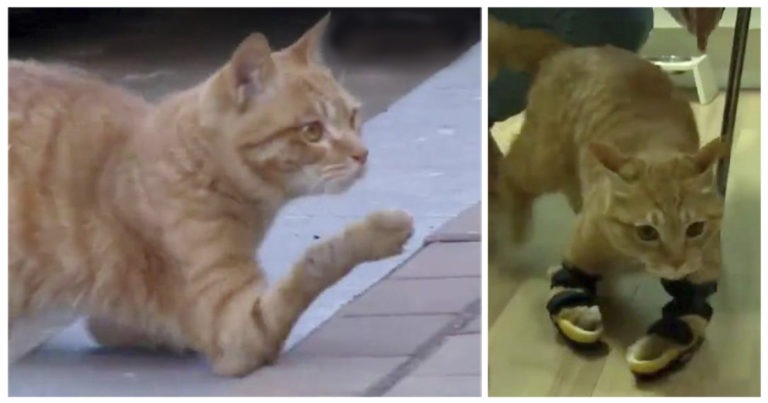 Tutori su misura per il gatto che cammina sui gomiti