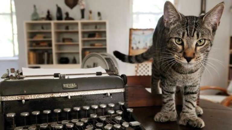 L’uragano Irma risparmia i gatti di Hemingway