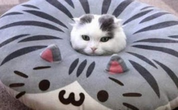 Gatti divertenti: i video più belli