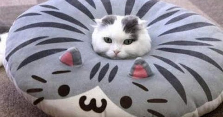 Gatti divertenti: i video più belli