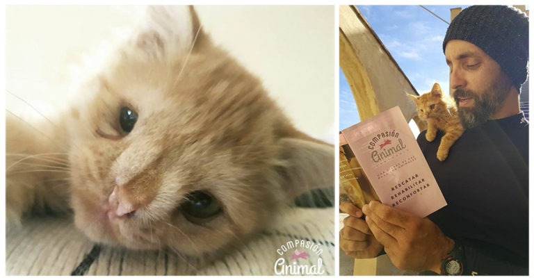La rivincita di Romeo, il gatto considerato “troppo brutto” per essere adottato