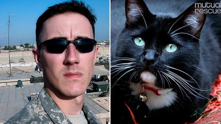 Veterano dell’Iraq pensava al suicidio, poi un gatto gli ha cambiato la vita