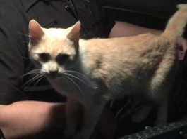 Gattino sale sull’auto della polizia e trova casa