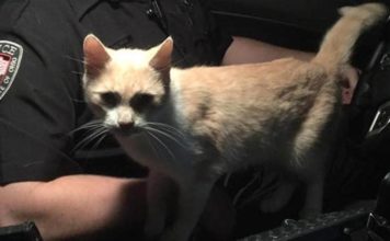 Gattino sale sull’auto della polizia e trova casa