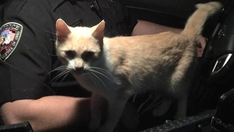 Gattino sale sull’auto della polizia e trova casa