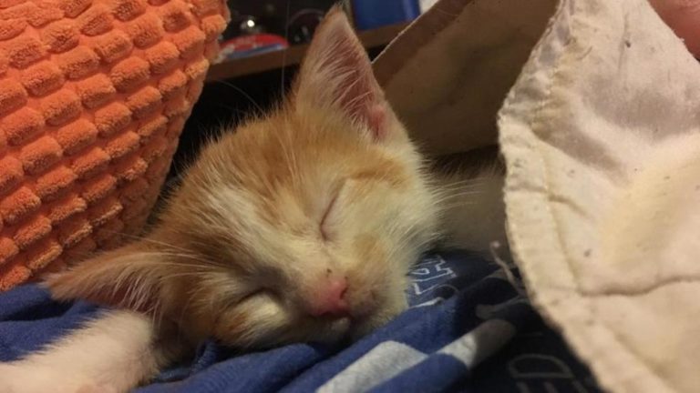 Gattino abbandonato dalla mamma trova la sua casa ideale