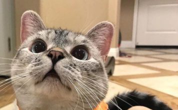 Nala entra nel Guinness: è il gatto più popolare su Instagram