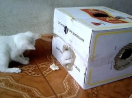 Amichevoli dispetti tra un gattino e un coniglietto