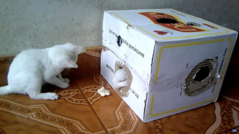 Amichevoli dispetti tra un gattino e un coniglietto