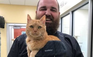 Un gattino piange se non è coccolato, e al rifugio hanno un’idea