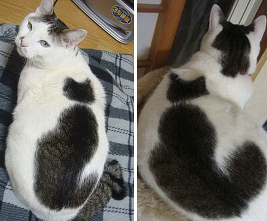 10+ gatti con un manto incredibile