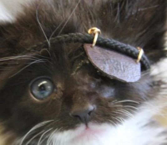 Scar, il gattino che indossa la benda da pirata