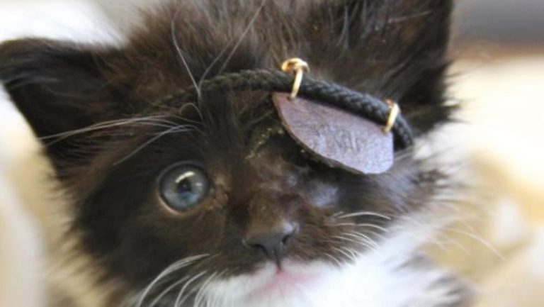 Scar, il gattino che indossa la benda da pirata