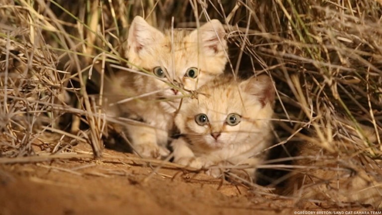 Cuccioli di gatto della sabbia ripresi per la prima volta