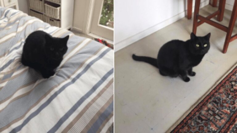 “Il mio gatto è strano”. Ma era il gatto dei vicini