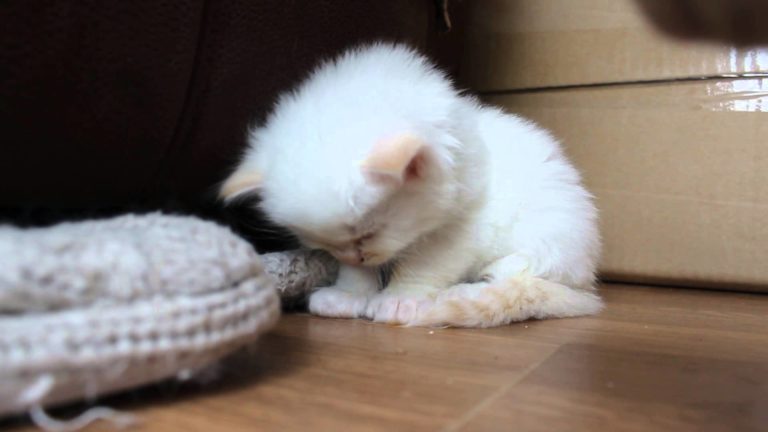 Tenero gattino non riesce a stare sveglio