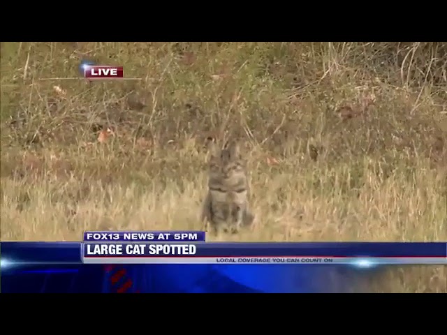 Reporter annuncia l’avvistamento di un puma. Ma è un gatto