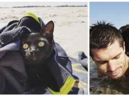 Una gattina va in spiaggia e scopre che ama nuotare