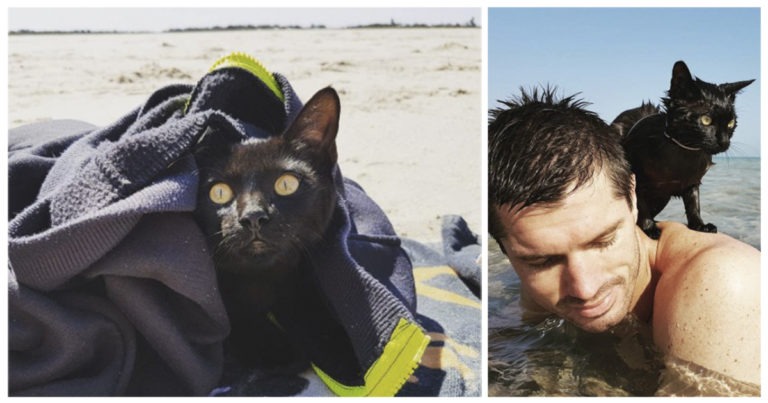 Una gattina va in spiaggia e scopre che ama nuotare