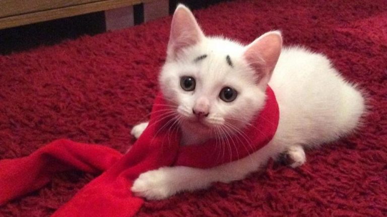 Gary, il gatto che sembra sempre “preoccupato”