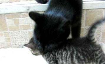 Gattino “salvato” da mamma gatta