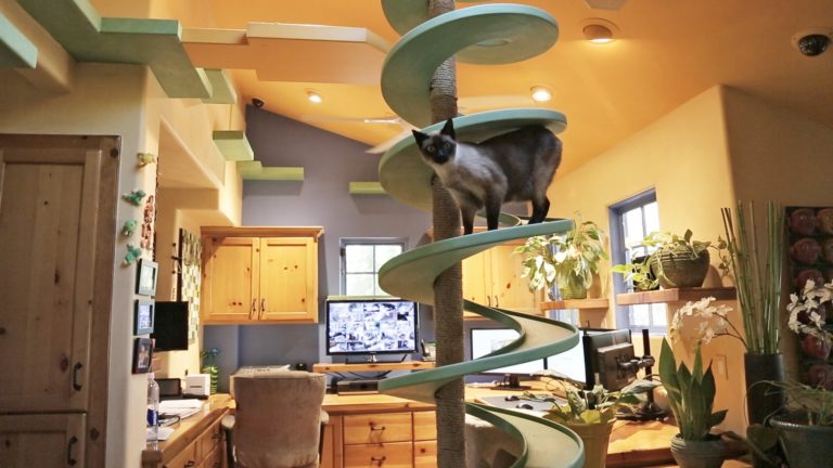 Un uomo rende la sua casa REALMENTE a misura di gatto