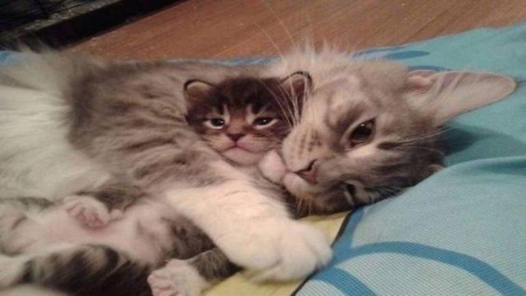 Gattini che parlano e giocano con mamma gatta